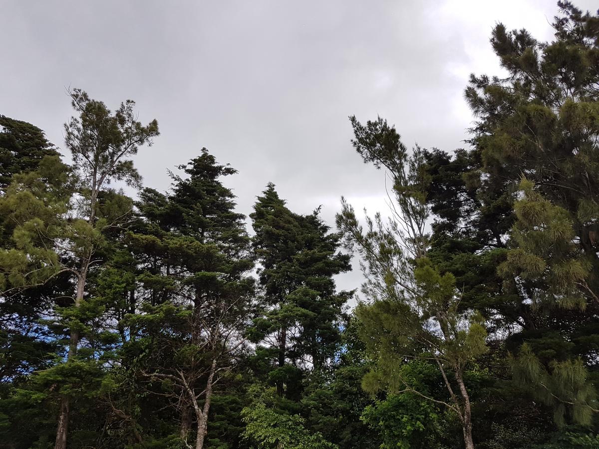 Greemount Hotel Monteverde Екстер'єр фото